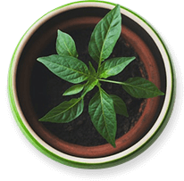 Proveedores de comida ecológica escuelas