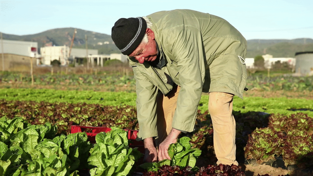Proveïdors de menjar ecològic escoles