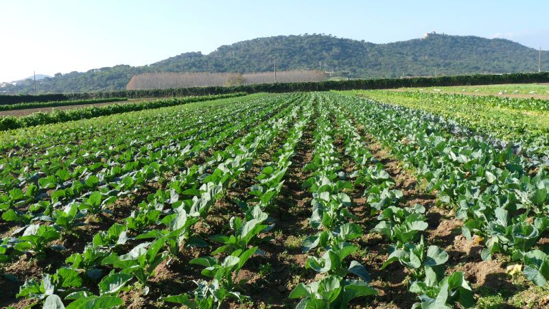 Proveïdors de menjar ecològic escoles