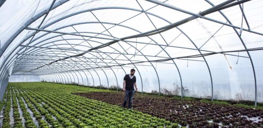 Proveïdors de menjar ecològic escoles