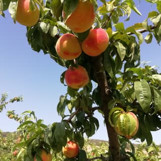 Proveïdors de menjar ecològic escoles